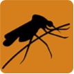 Disease